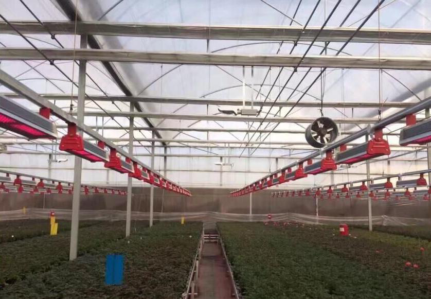 Linear Grow Light (7)